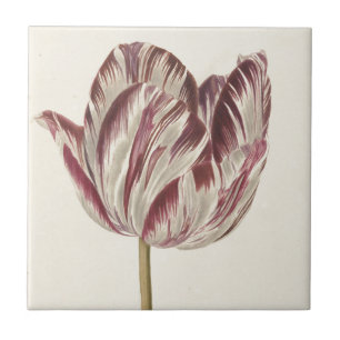 Arte holandesa do vintage: Tulipa branca e