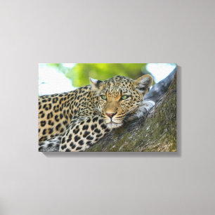 Arte-Leopardo das canvas