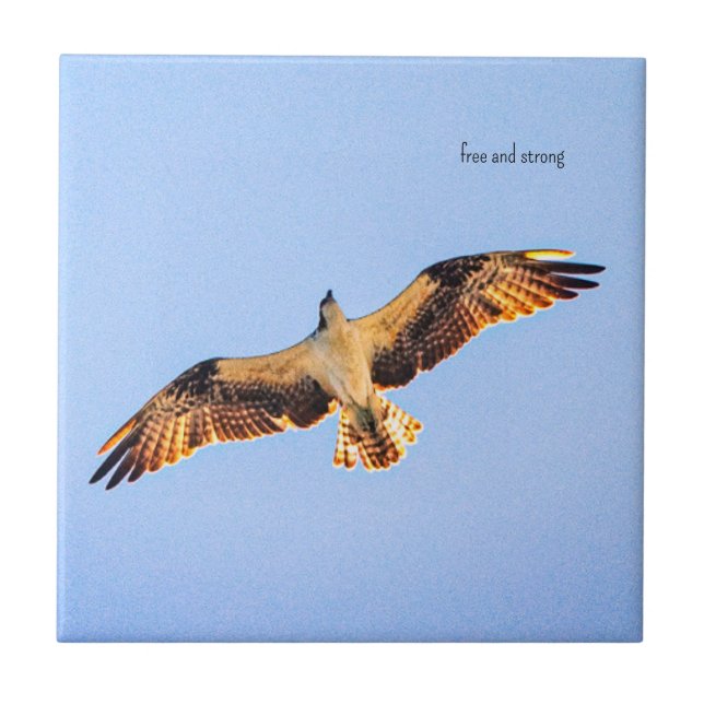 Arte livre do Osprey (Frente)