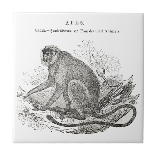 Arte macaca dos anos 1800 (Frente)