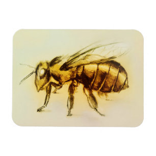 Arte realística do zangão amarelo, ímã da foto