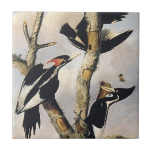 Arte Vintage do Pica-Pau-de-Bico-Ivory de Audubon