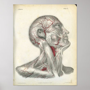 Artérias do impressão da anatomia da cabeça & d