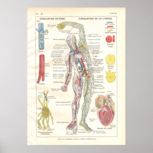 Artérias, franceses do poster da anatomia de