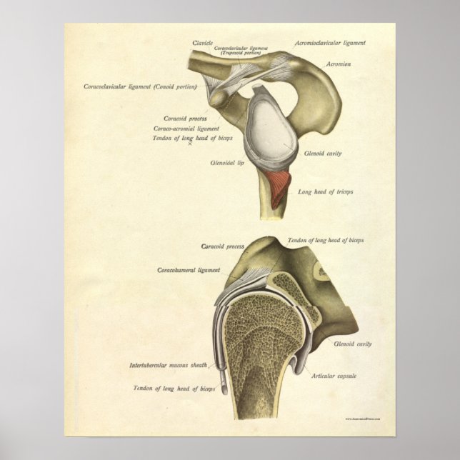 Articulação do Ombro Impressão da Anatomia Vintage (Frente)