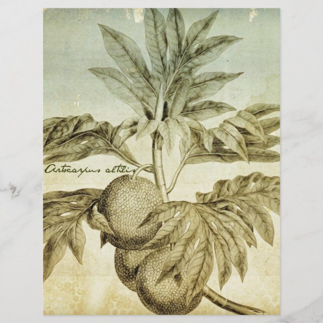 Artocarpus Altilis, fruta-pão antigo (Frente)