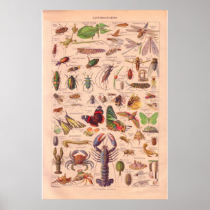 Artrópodes do Vintage poster 1920