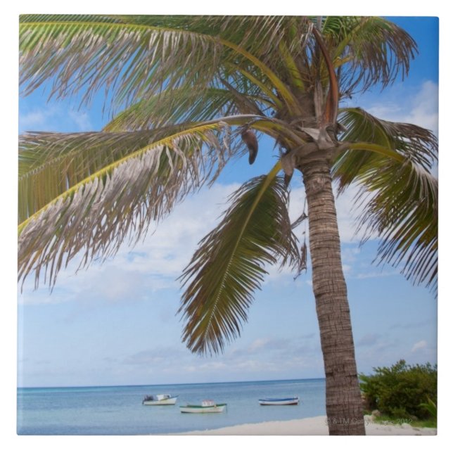 Aruba, palmeira na praia (Frente)