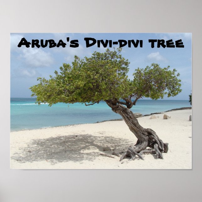 Aruba's Divi-divi tree poster (Frente)