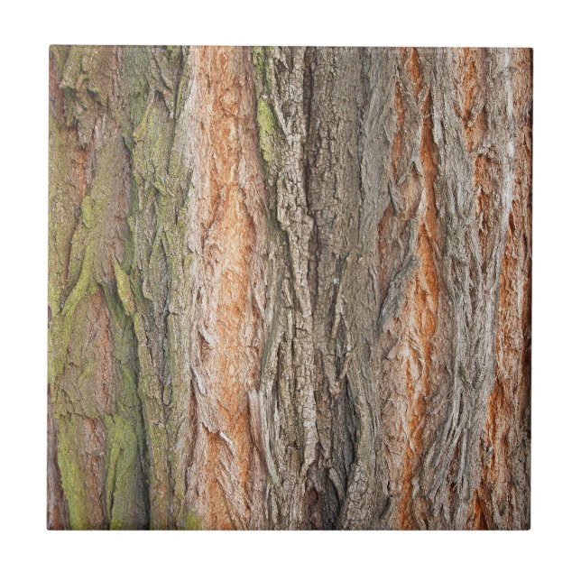 árvore antiga (Frente)