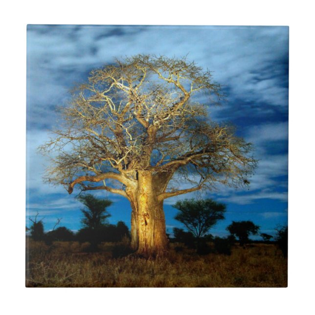 Árvore Baobá (Adansonia) Iluminada pela Lua (Frente)