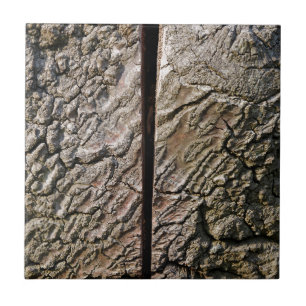 Árvore com corte central