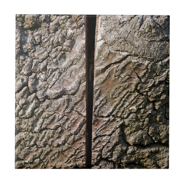 Árvore com corte central (Frente)