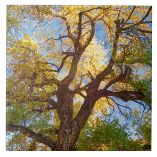 Árvore Cottonwood Parque Nacional Capitol Reef,