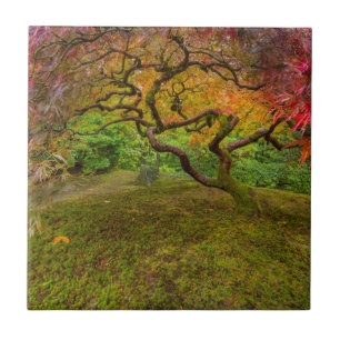 Árvore de bordo japonês em cor de outono