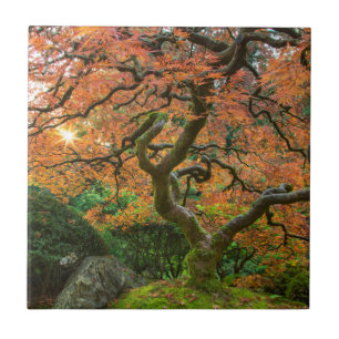Árvore de bordo nos jardins japoneses no outono