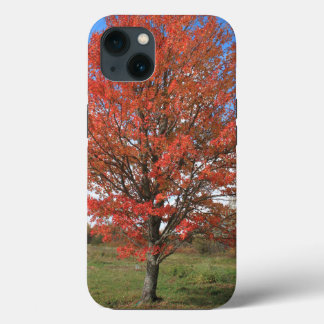 Árvore de bordo vermelha de outono no céu azul