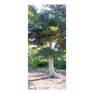 Árvore de cartões da Sabedoria-cremalheira