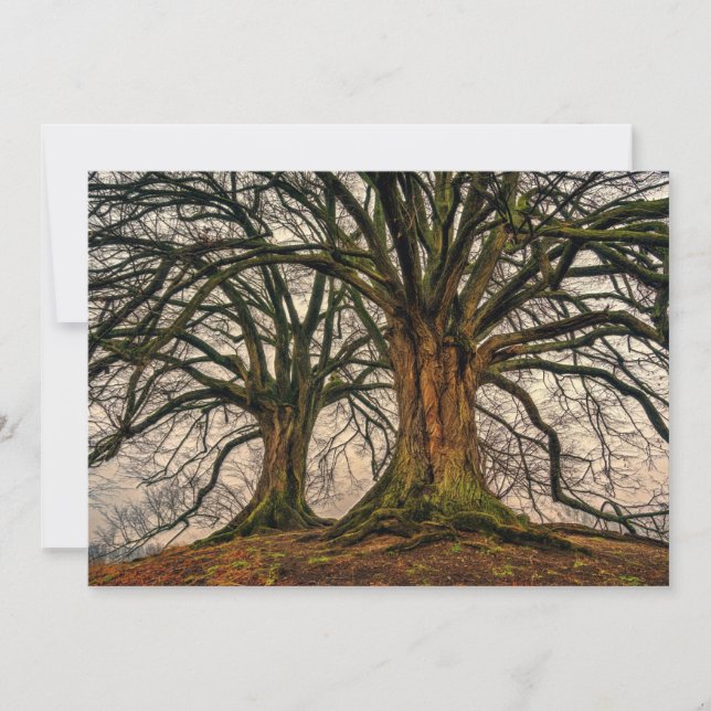 Árvore de Carvalho Antiga no inverno (Frente)