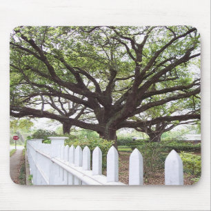 Árvore de Carvalho ao Vivo, Natchez, Mouse Pad