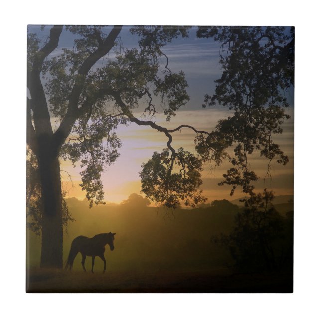 Árvore de Carvalho do Cavalo e Patrimônio no Sudoe (Frente)