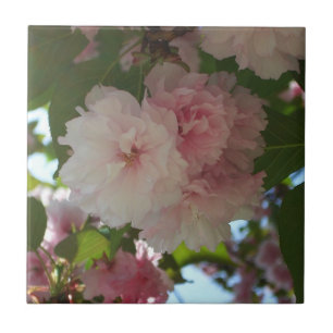 Árvore de cereja I Primavera Floral com duas flor