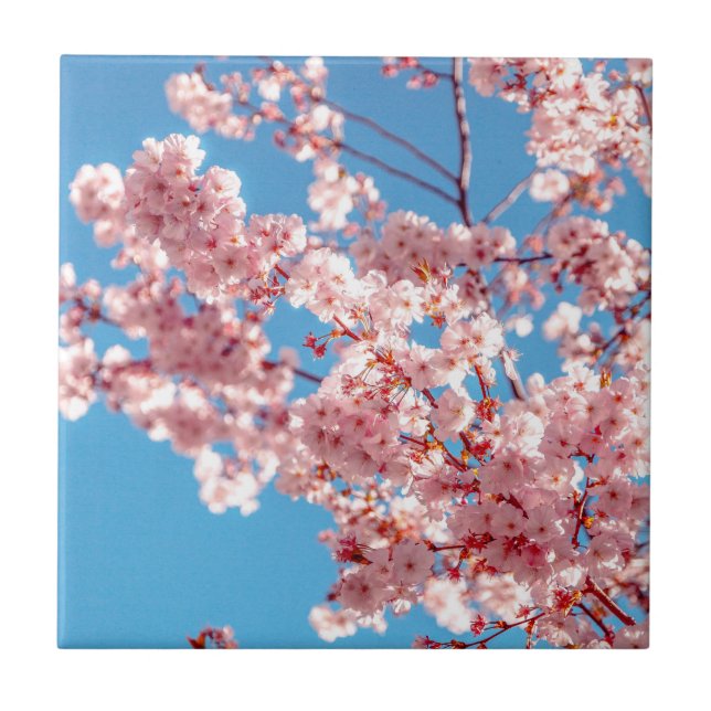 Árvore de Flor de Cerejeira Sakura (Frente)