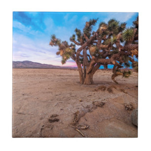 Árvore de Joshua do Mojave