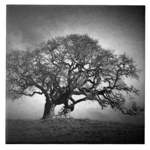 ÁRVORE DE LOAN OAK