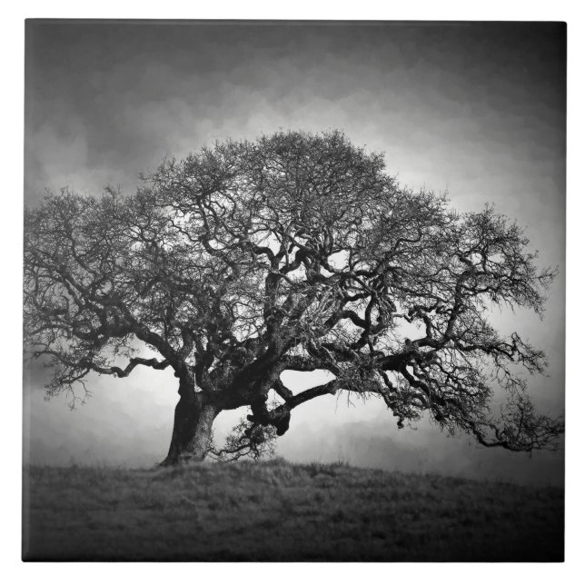 ÁRVORE DE LOAN OAK (Frente)