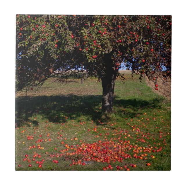 Árvore de Maçã Antiga (Frente)