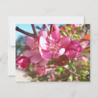 Árvore de Maçã de Caranguejo em Sangue