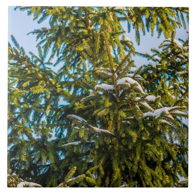 Árvore De Natal Verde Na Neve (Frente)