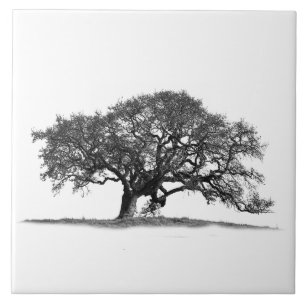 ÁRVORE DE OAK EM SILHOUETTE