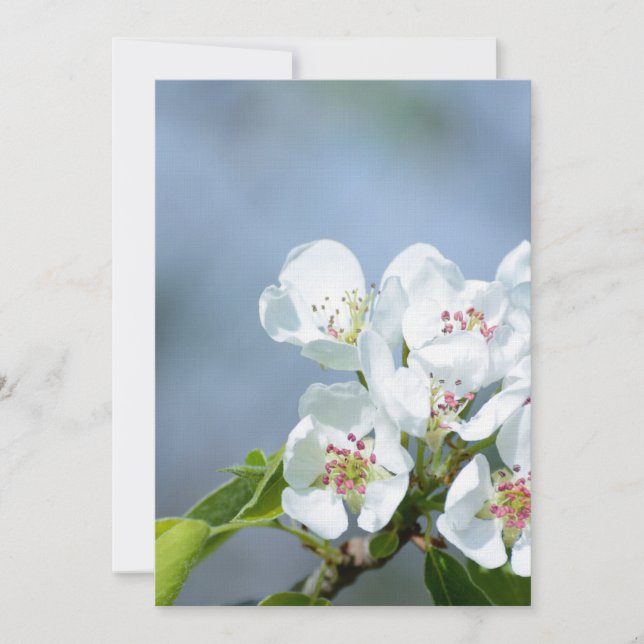 Árvore de pera florescendo (Frente)