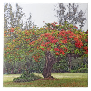 "ÁRVORE DE POINCIANA REAL"/AZULEJO CERAMICO/TRIVET