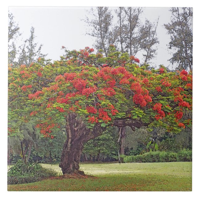 "ÁRVORE DE POINCIANA REAL"/SANGUE VERMELHO (Frente)