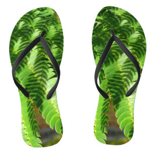 Árvore de Seda Persa Deixa Chinelos