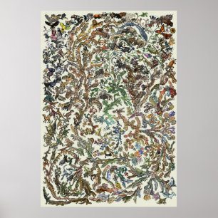 Árvore de vida - poster da evolução - cor