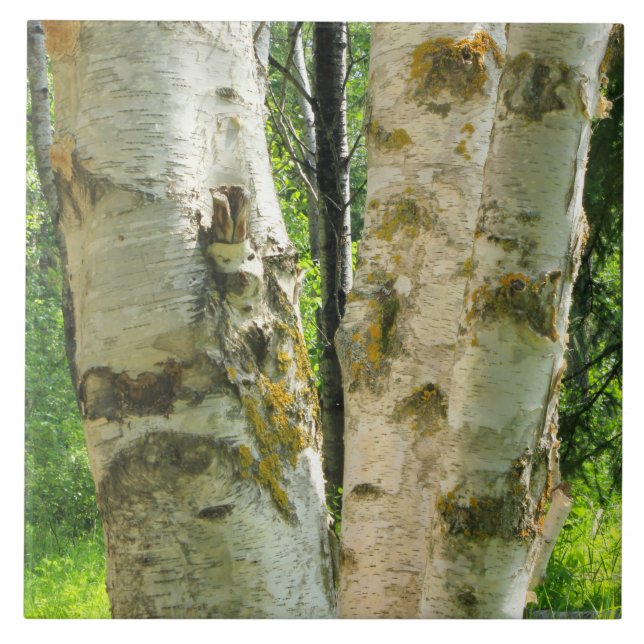 Árvore de vidoeiro (Frente)