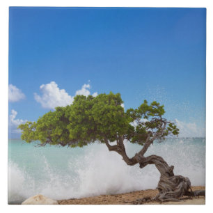 Árvore Divi Divi, Praia Eagle, Aruba, Caribe