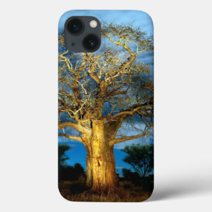 Árvore Do Baobá (Adansonia) Acesa Pela Lua