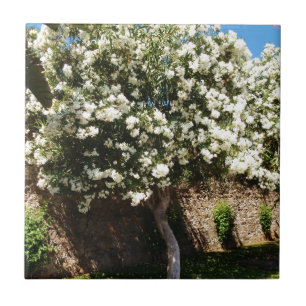 Árvore do jasmim na flor