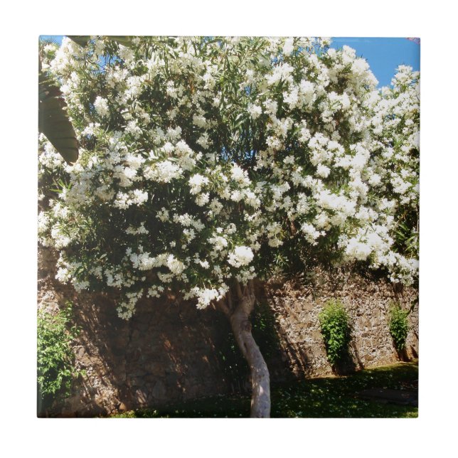 Árvore do jasmim na flor (Frente)