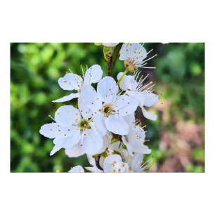 Árvore em Flor na Primavera Romênia – Fotografia d