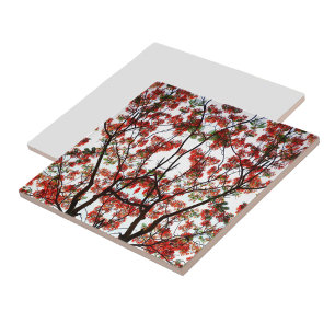 Árvore Flamboyant Royal Poinciana