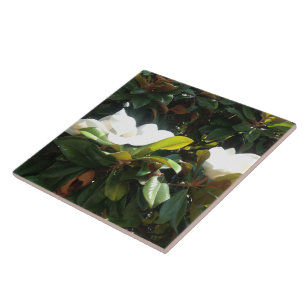 Árvore florescente da Magnolia