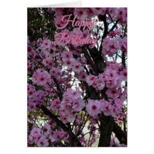 Árvore florida de primavera rosa, cartão de aniver