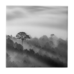Árvore grande na floresta do pinho na névoa