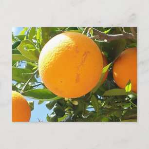 Árvore laranja - Espanha, Cartão postal